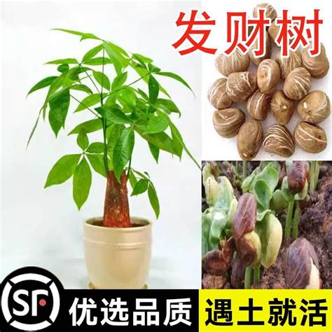 發財樹種子|發財樹種植指南：掌握養護訣竅，讓你的發財樹欣欣向榮